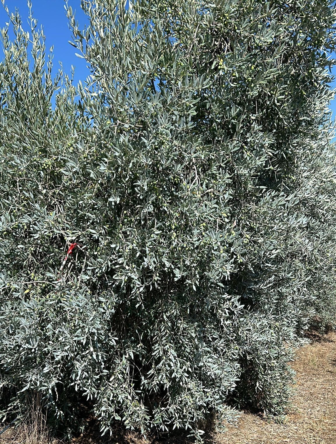 Organic Monovarietal Leccino PGI Toscano - 500 ml (16.9 FL OZ) bottle